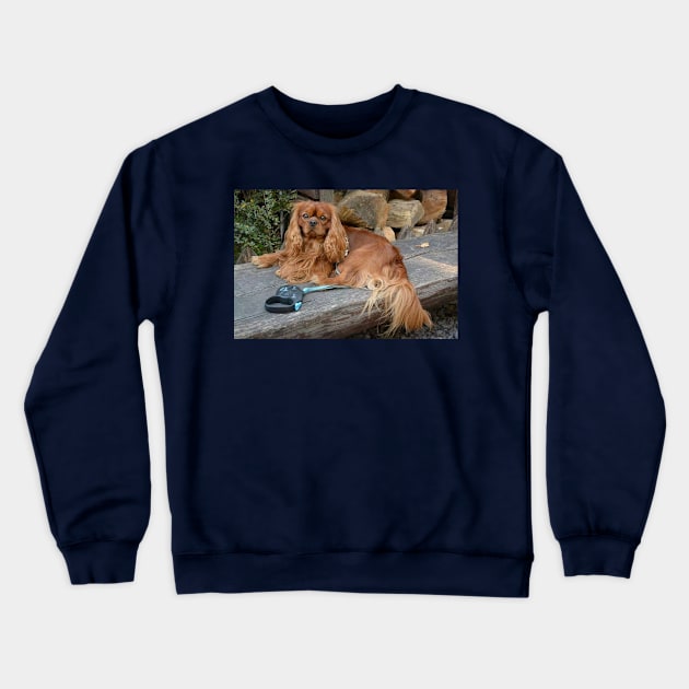 cavalier king charles spaniel ruby laying Crewneck Sweatshirt by Wanderingangel